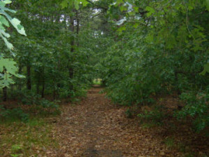 Paddocks Path, existing trail, old road