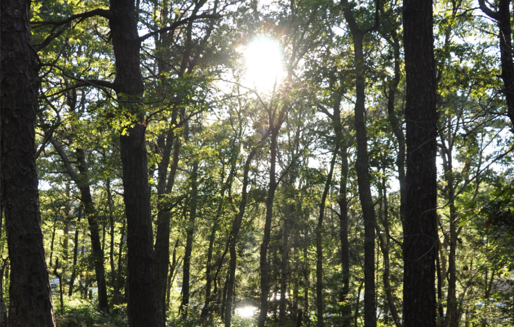 Grassy Pond in Dennis