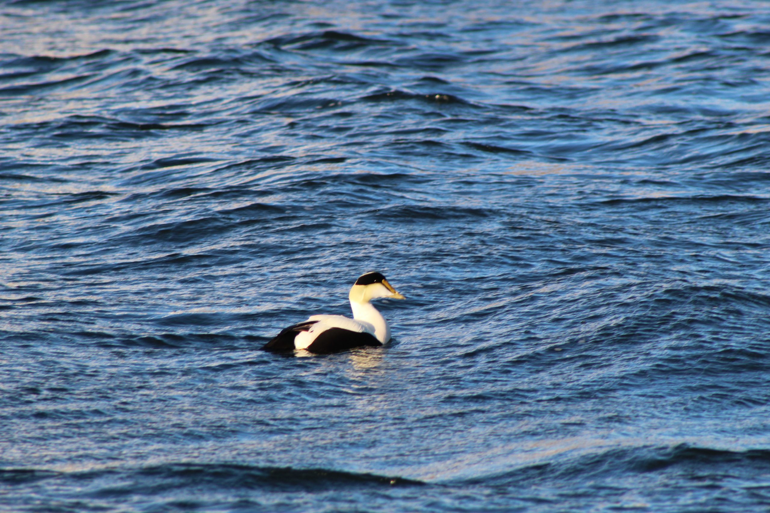 Seabird-cape-cod Seabird on the ocean, Dennis, Cape Cod