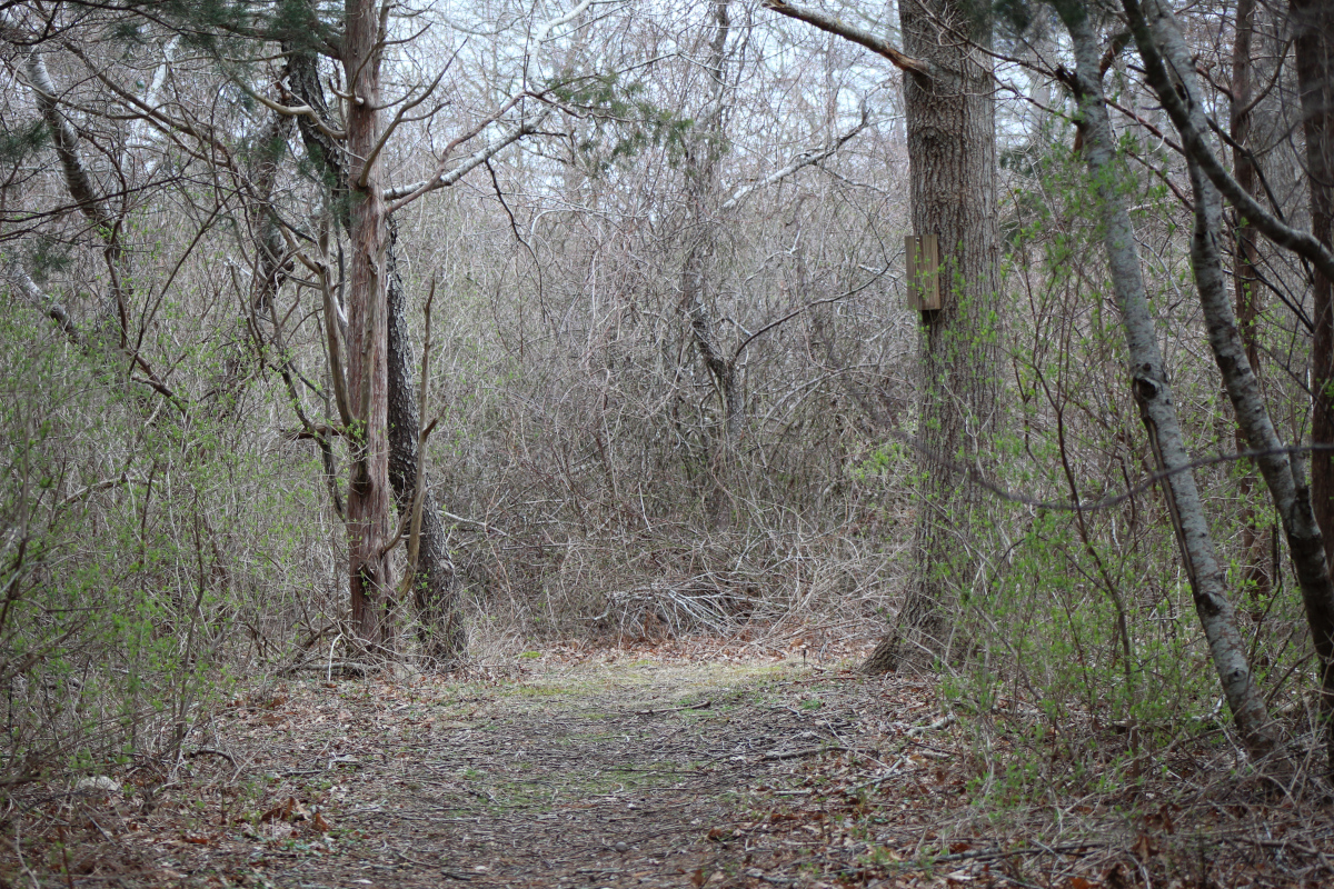 Woods of Coles Pond Bog