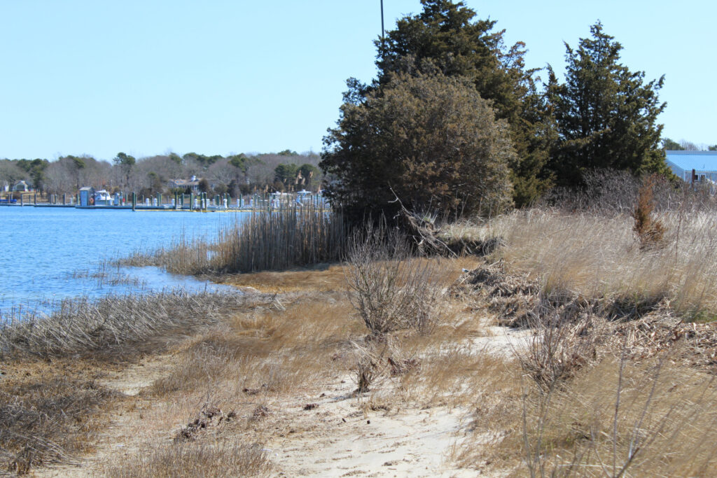 Bass River Park, trees, trail and river