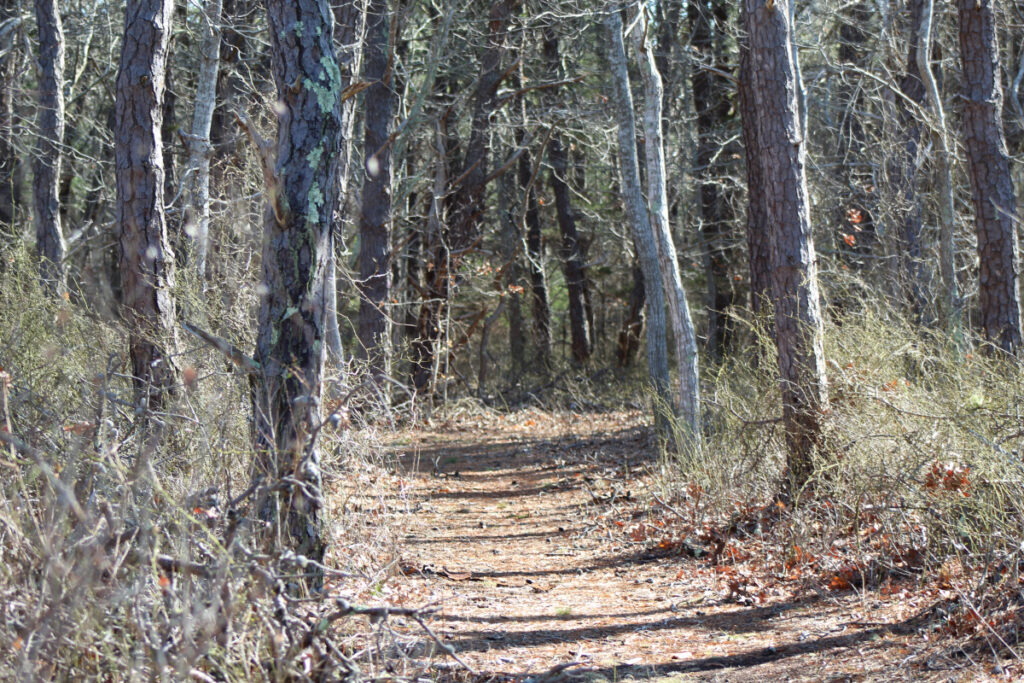 Wide sunny path bordered by trees in the woods