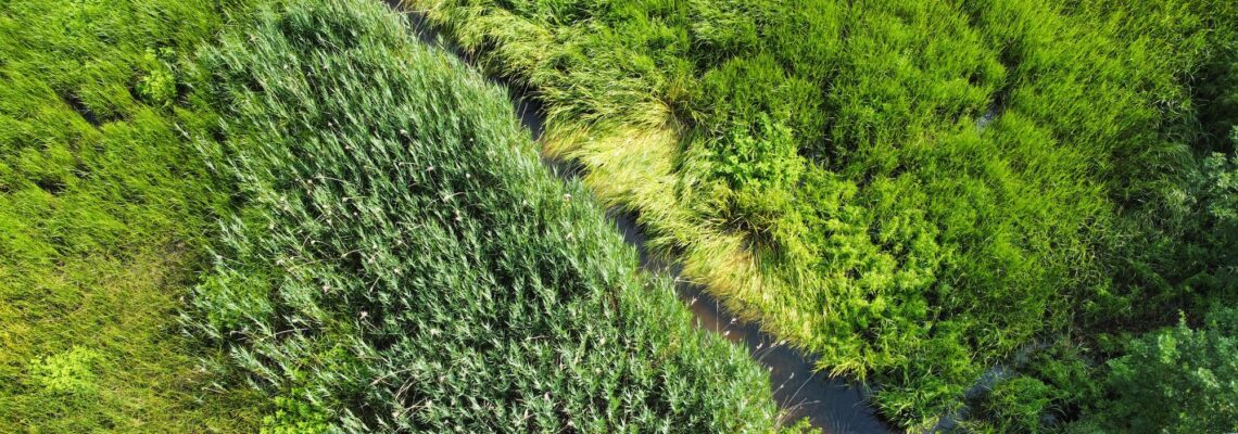 History of the Dennis Conservation Land Trust