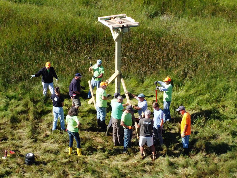 Volunteers Erecting Osprey Pole 