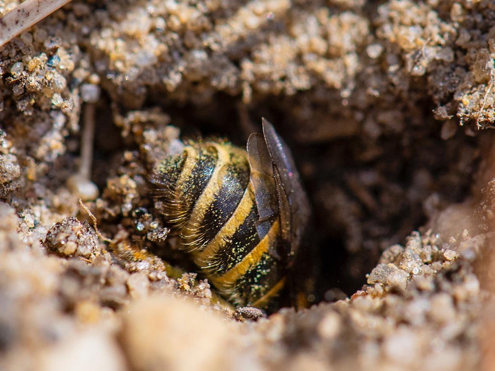 Bee on ground at Fresh Pond