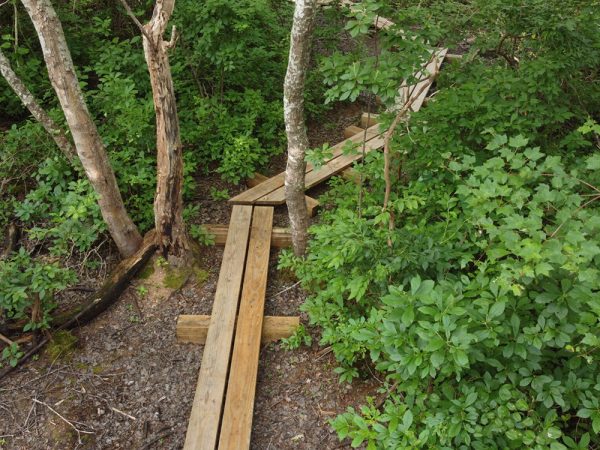 Boardwalk at Coles Pond Bog