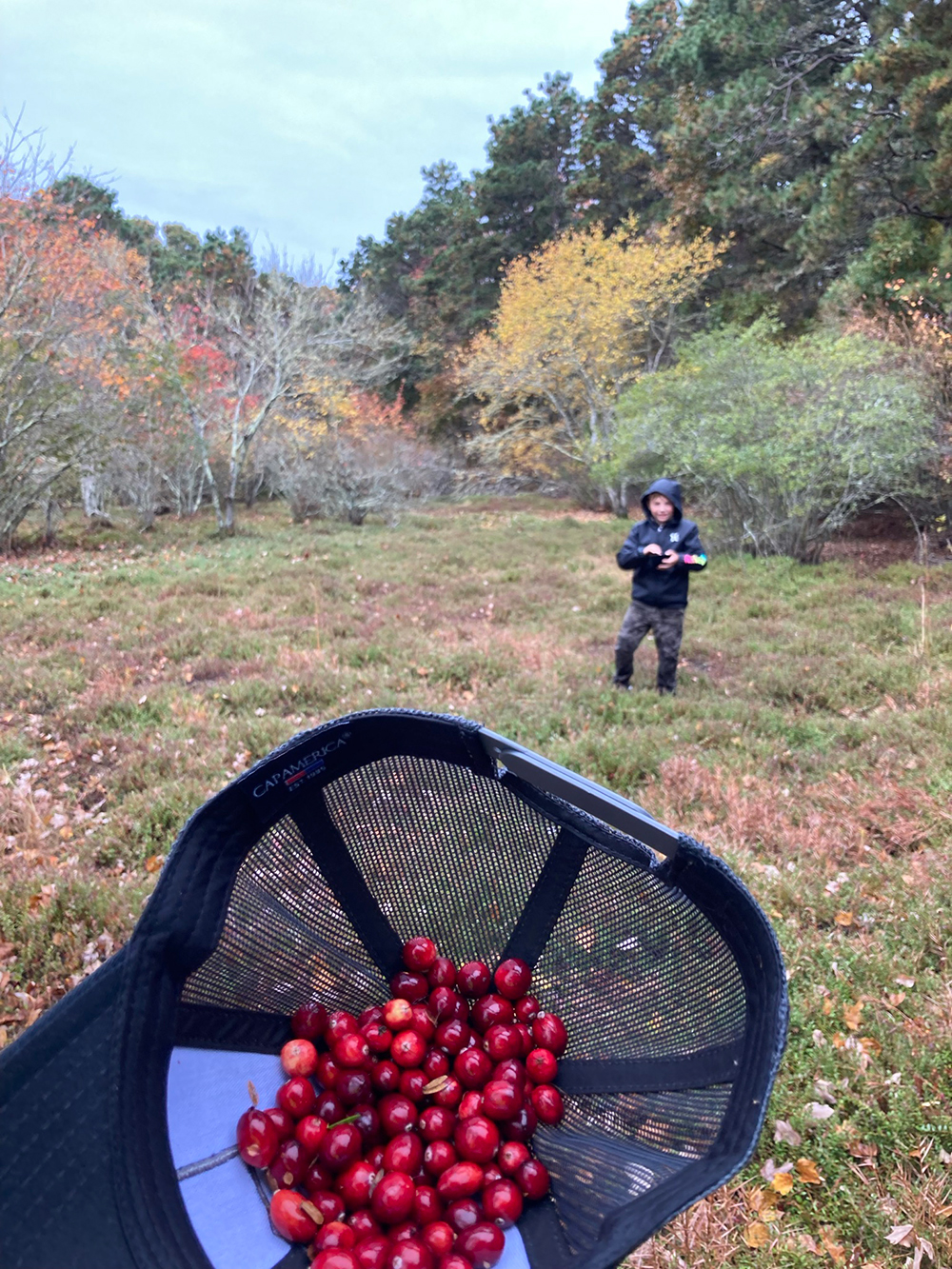 Cranberries collected in a hat at Fresh Pond