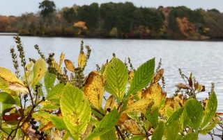 Leaves and water view at Fresh Pond
