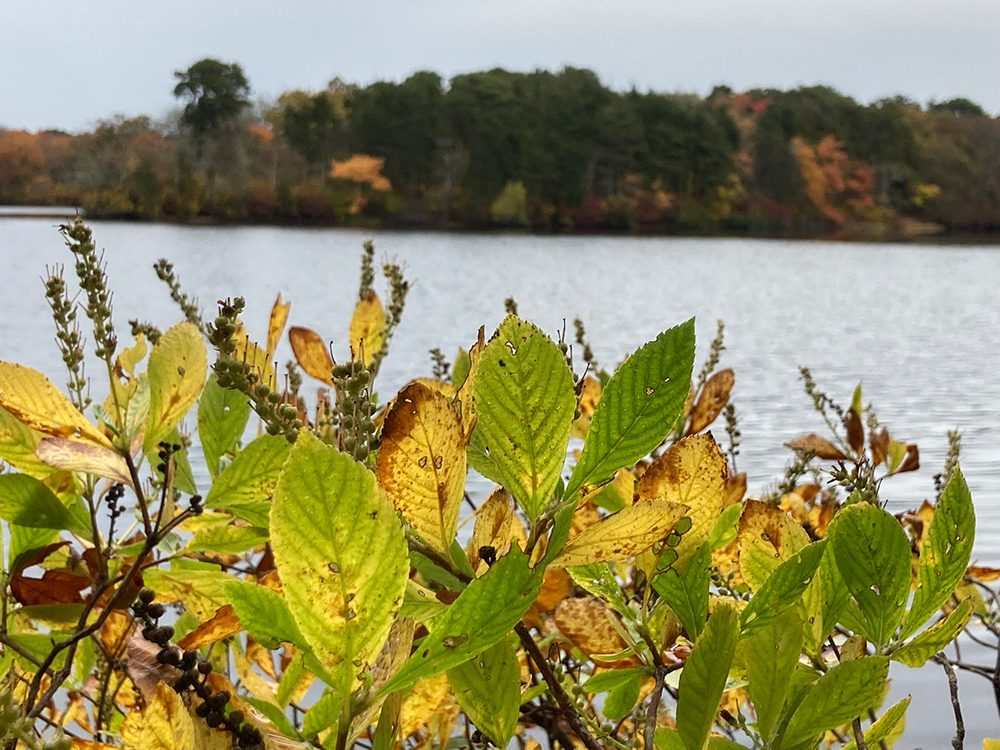 Leaves and water view at Fresh Pond