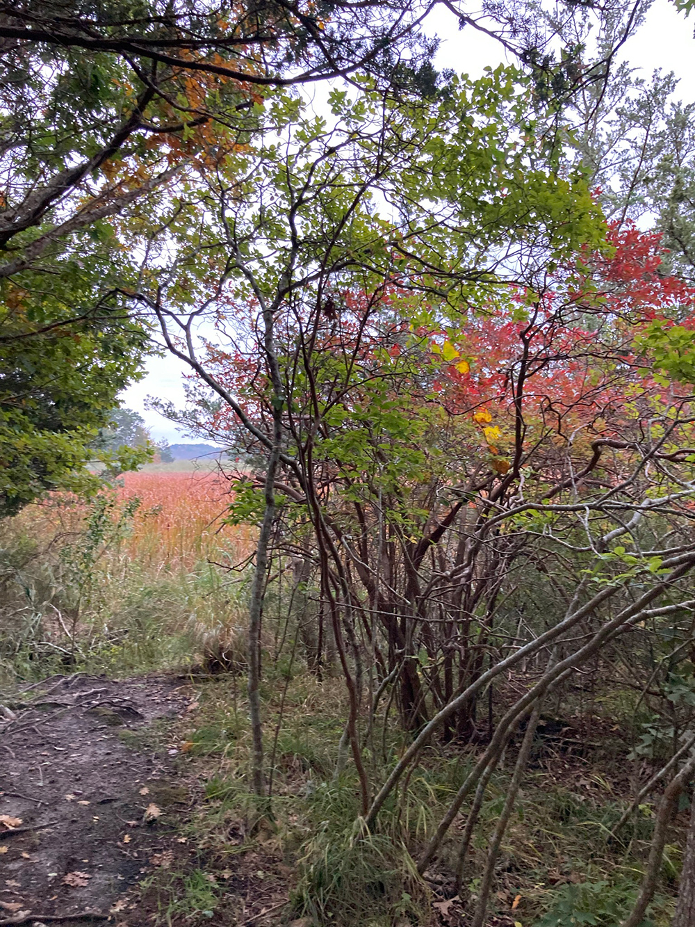 Old Fort Field fall foliage