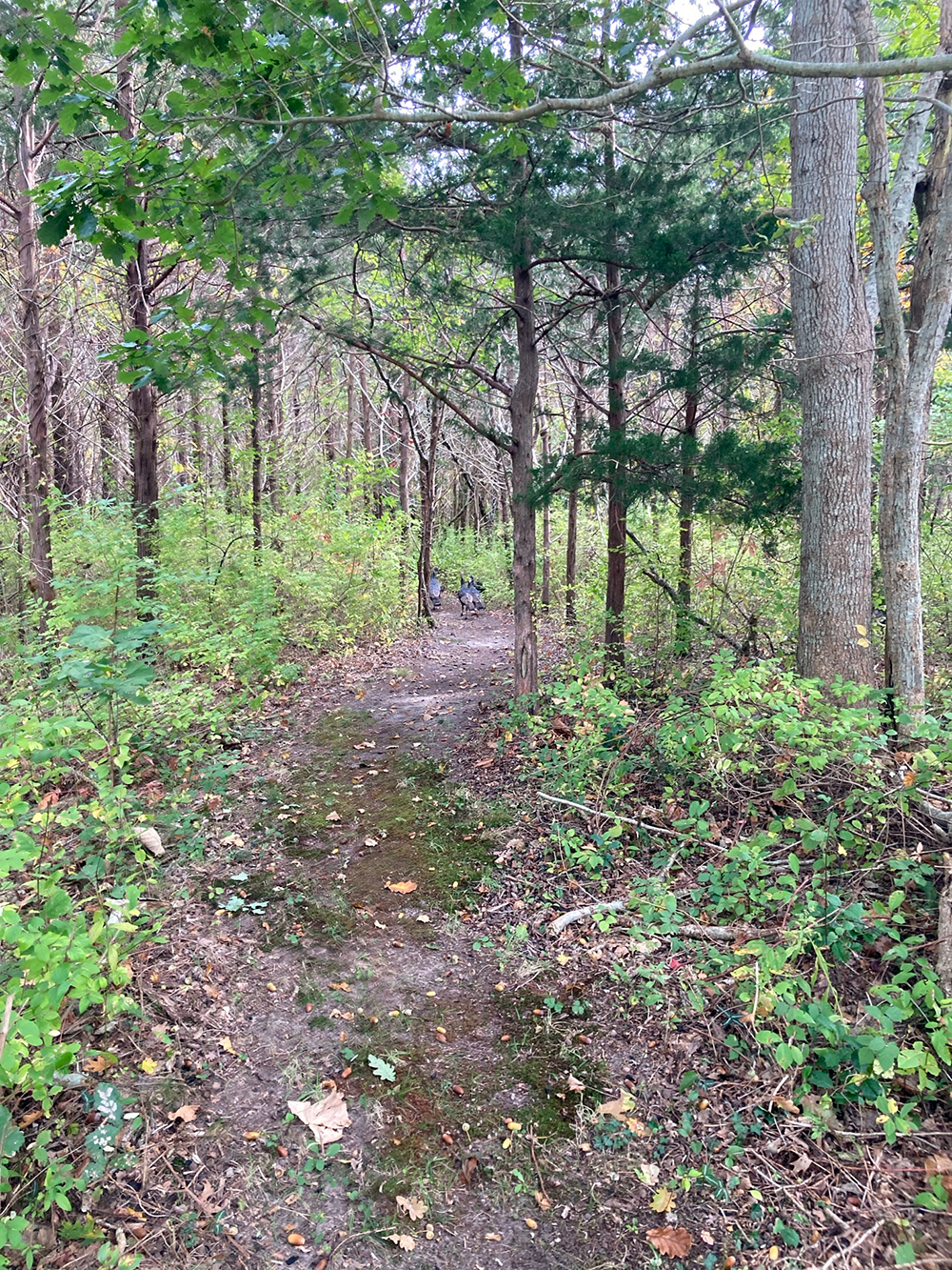 Old Fort Field trail