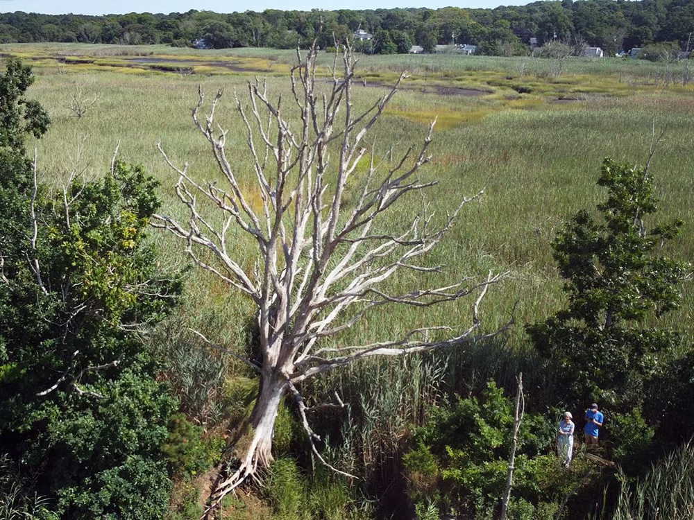 sesuit neck trail aerial tree