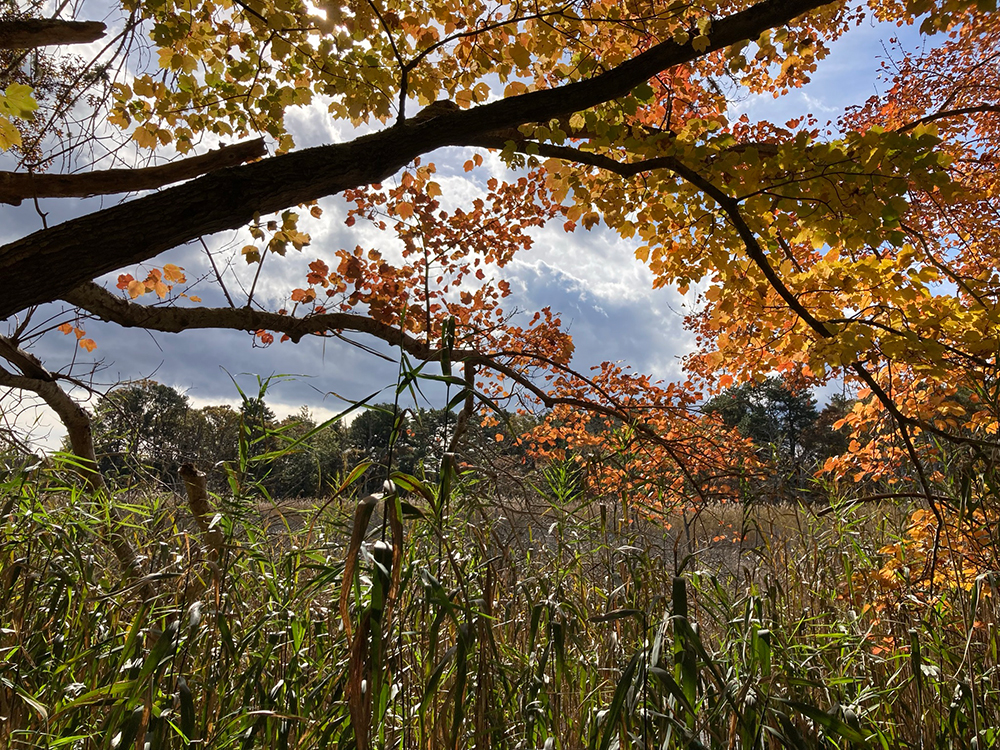 sesuit neck trail autumn foliage