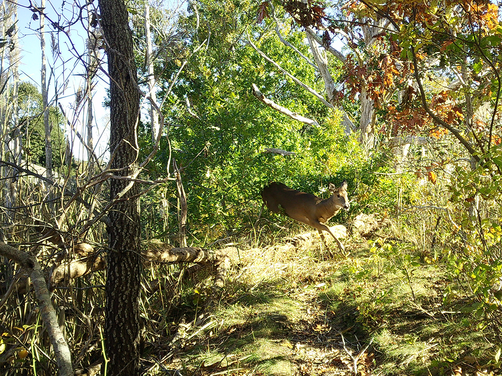 sesuit neck trail leaping deer