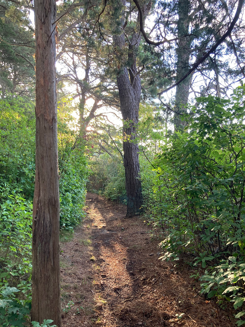 sesuit neck trail trail through woods