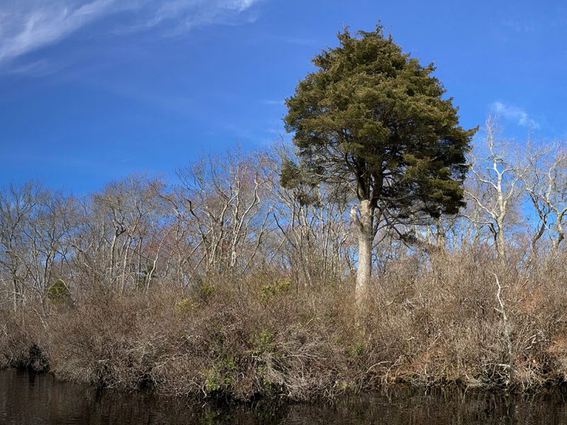 Fresh Pond Dennis Conservation Land Trust