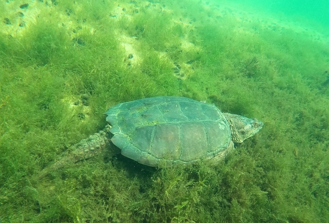 photo of snapping turtle in scargo lake