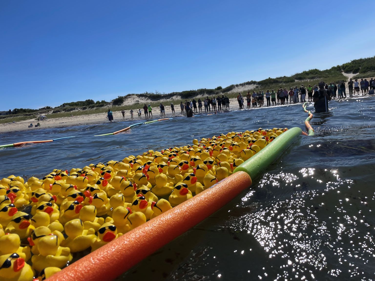 Ducks racing in the water at Corporation Beach