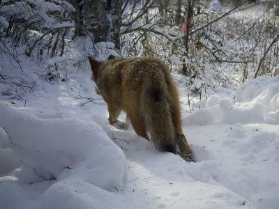 coyote photographed in snow by camera trap
