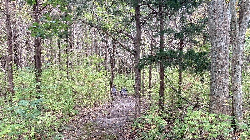 The trail at Old Fort Field