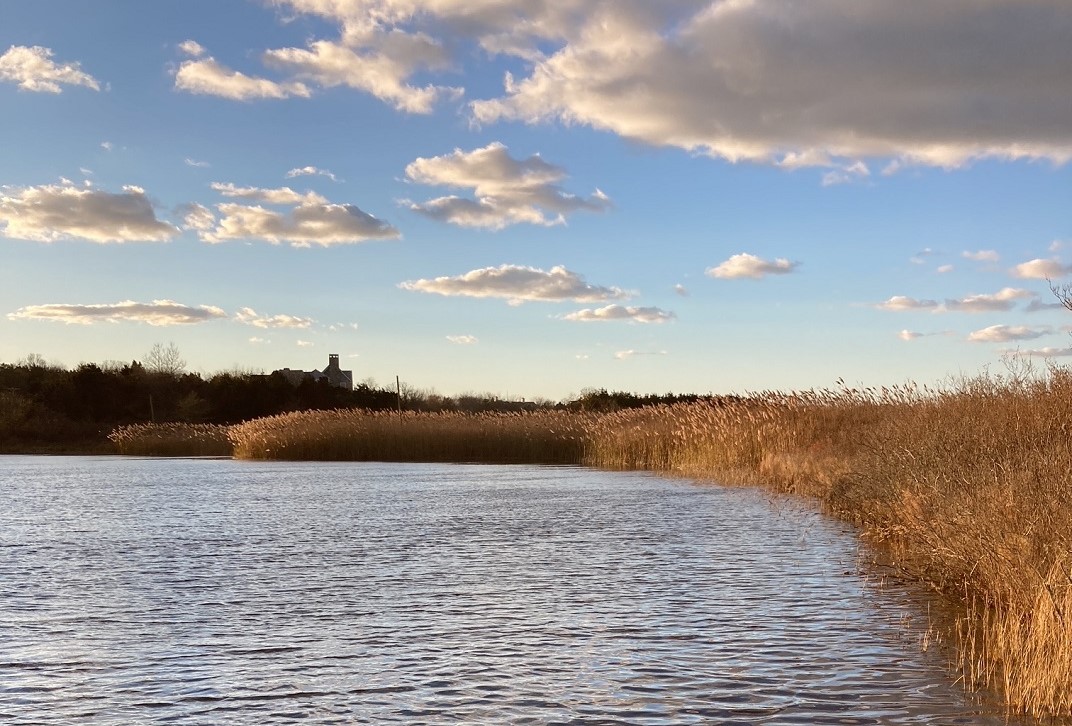 westward view of coles pond with invasive phragmites grasses