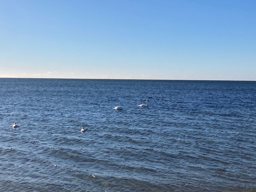 birds on the ocean in winter