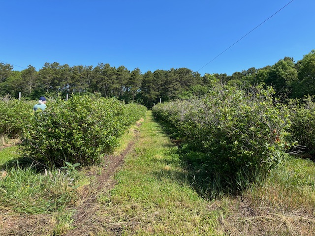 Hokum Blueberry Fields