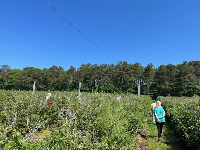 Hokum Blueberry Farm