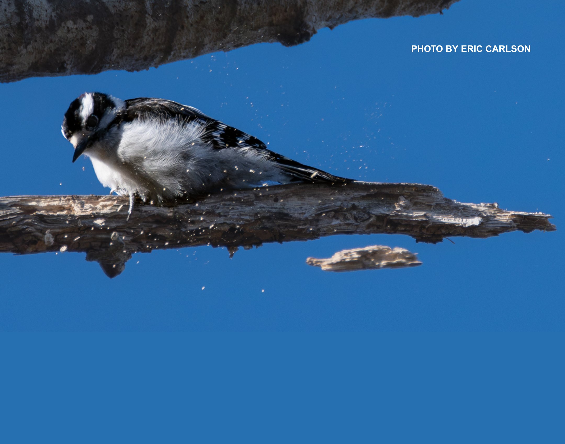 PHOTO BY ERIC CARLSON Photo of a bird by Eric Carlson