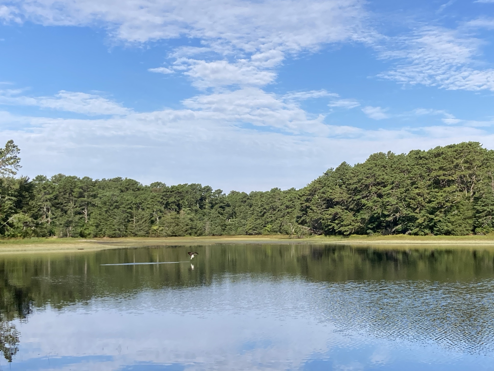 run pond with bird image of run pond