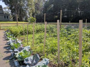 Growing Food Growing food