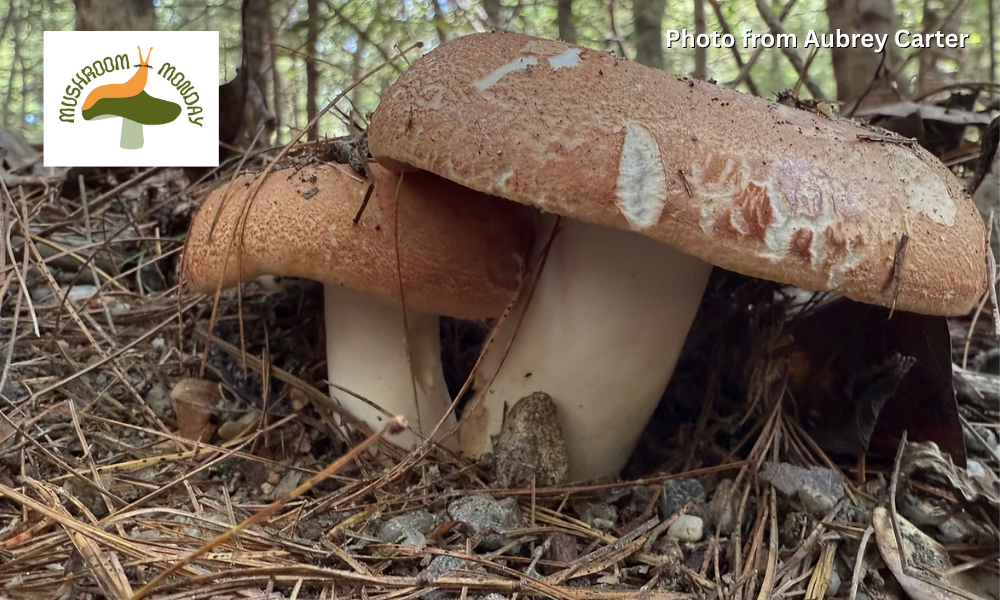 Website Event Banner – Oct. 2025 Mushrooms on a forest bed