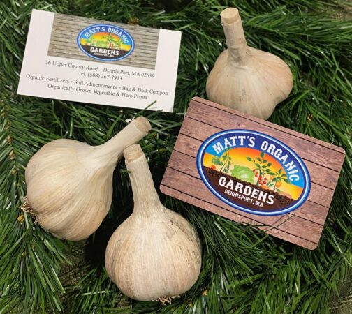 matt's organic farms garlic